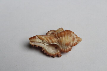 Seashell: Murex Firebrand. High definition focus stacked macro photograph of shell on isolated on white background. Scientific Name: Chicoreus Torrefactus Common name : Murex or rock snail. 
