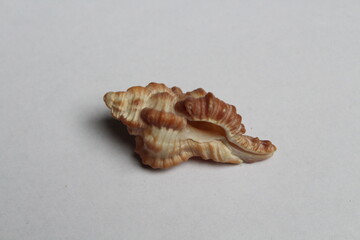 Seashell: Murex Firebrand. High definition focus stacked macro photograph of shell on isolated on white background. Scientific Name: Chicoreus Torrefactus Common name : Murex or rock snail. 
