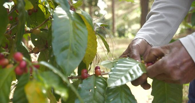 Close up hands harvest red seed in basket robusta arabica plant farm. Coffee plant farm woman Hands harvest raw coffee beans. Ripe Red berries plant fresh seed coffee tree growth in green eco farm