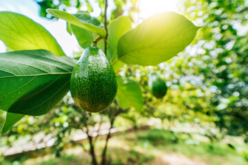 Avocado harvesting concept. Close up of a beautiful avocado on a branch in an orchard