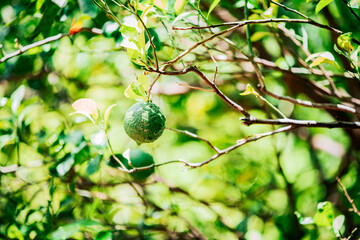 Indian lemon season. Close up of green lemons in an orchard. Green lemon harvest