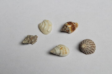 Beautiful seashell isolated on a white background. Sea shell on white. Mussel, mollusc 
