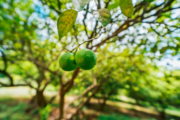 Close up of lemons on a branch. Green lemon harvesting concept