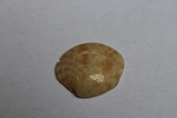 Obraz premium Beautiful seashell isolated on a white background. Sea shell on white. Mussel, mollusc 