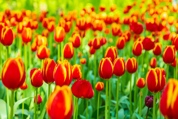 Blooming red and yellow tulips in the park.  Beautiful natural background.
