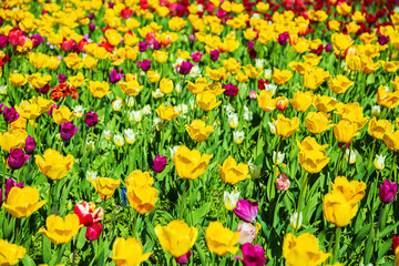 Obraz premium Blooming bright colorful tulips in the park. Nature background.