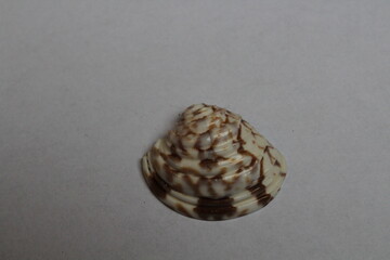 Beautiful seashell isolated on a white background. Sea shell on white. Mussel, mollusc 
