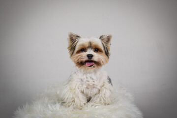 photo of dog in photo studio on white color. white background in photo studio with dog.	
