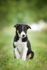 Spring portrait of dog in nature. He is so cute in the nature. He has so lovely face