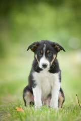 Spring portrait of dog in nature. He is so cute in the nature. He has so lovely face