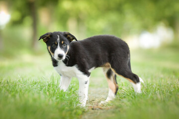 Spring portrait of dog in nature. He is so cute in the nature. He has so lovely face