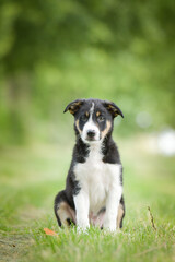 Spring portrait of dog in nature. He is so cute in the nature. He has so lovely face