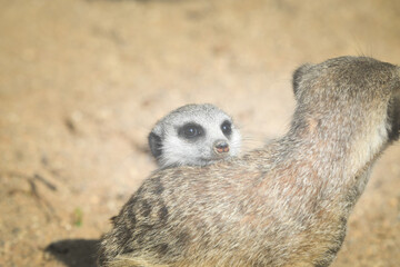 Close up portrait of wild Meerkat Suricata. I watch out for you.	