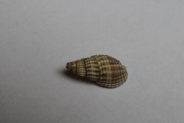 Terebralia palustris seashell isolated on a white background 
