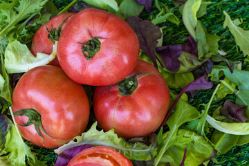 juicy farmed, ecological tomatoes lying on the grass