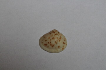 Beautiful seashell isolated on a white background. Sea shell on white. Mussel, mollusc 
