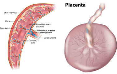 Medical Illustration of Human Placenta Cross-Section and Structure. Anatomy of the Placenta with Umbilical Cord. Detailed Diagram of Placenta with Chorionic Villi and Umbilical Vessels