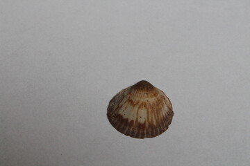 Beautiful seashell isolated on a white background. Sea shell on white. Mussel, mollusc 
