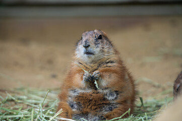 プレーリードッグ