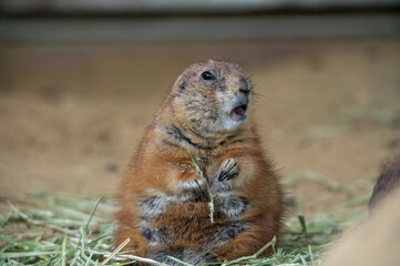 プレーリードッグ