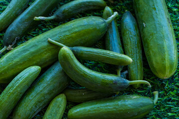 Beautiful, fresh, juicy eco-friendly cucumbers lie on the green grass