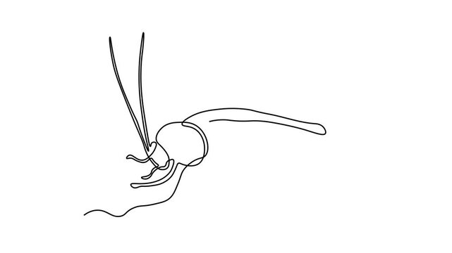Abstract insect, cockroach,beetle,  Self drawing animation one continuous line draw, logo