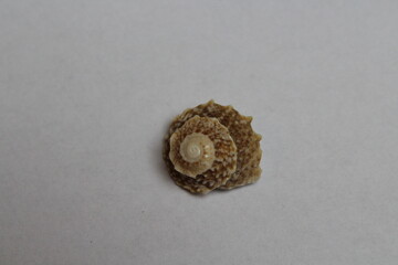 Dolphin shell, Angaria delphinus isolated on a white background 
