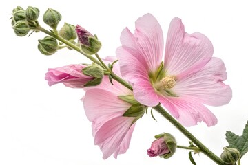 pink carnation flower