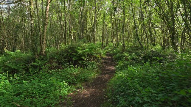 Walking along a forest trail through dense birch trees, surround by wild green ferns, shrubs and ivy in Kildare, Ireland. Smooth gimbal movement