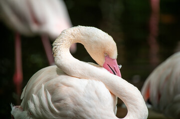 フラミンゴ