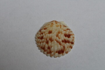Scallop seashell isolated on a white background 
