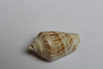 Seashell isolated on white. Strombus lentiginosus isolated on a white background 
