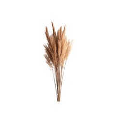 Fototapeta premium Dried Pampas Grass Bouquet on Transparent Background