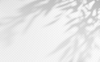 Shadow overlay from a tree branch isolated on a transparent background.