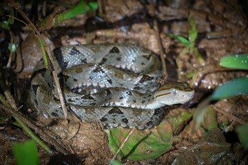 Snake camouflaged on forest floor