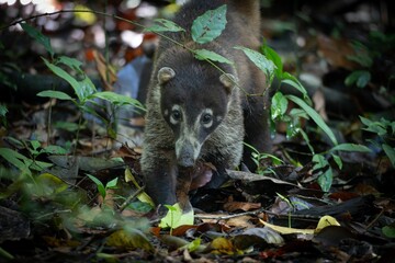 Curious Coati in the Forest