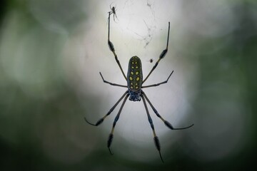 Close-up of a spider on its web.
