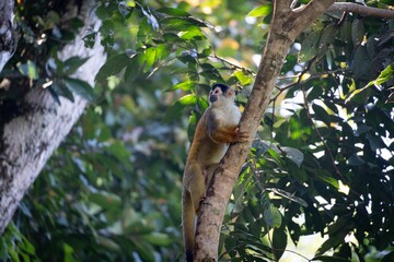 Obraz premium Squirrel Monkey in Tropical Rainforest