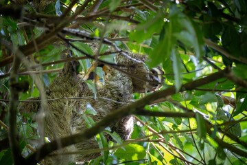 Sloth in Tropical Tree Canopy