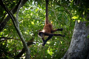 Gardinen Affe Spider Monkey in Lush Jungle  © Wirestock