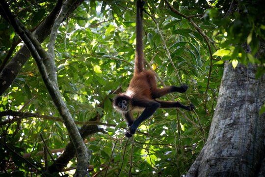 Spider Monkey in Lush Jungle