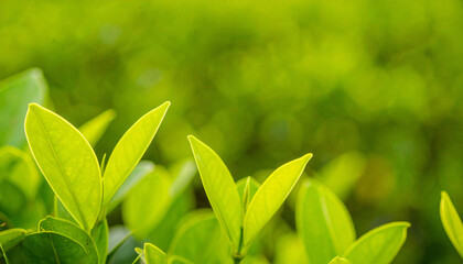 Bright Green Leaves Macro &ndash; Lush Foliage, Hyper-Realistic Nature Close-Up Background