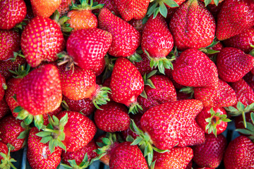 Freshly harvested delicious organic strawberries.