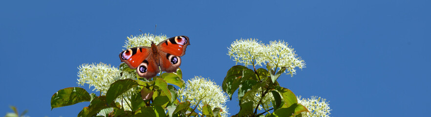 Schmetterling 1367 © K.-U. Häßler