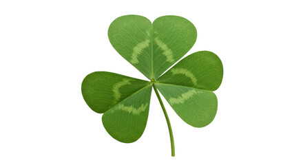 Isolated Shamrock