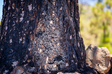 Dark charred pine tree bark after a forest fire. Fire damage on pinus canariensis, pine tree. Close up of details of burnt tree bark after a forest fire on the canary island of Tenerife. 