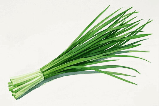 Allium Elegance in Wash herb chives (Allium schoenoprasum) isolated watercolor vector illustration svg