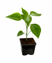 Seedlings pepper.  Young paprika plant sprout in a pot.