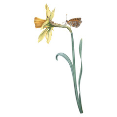 Daffodil flower in yellow color with green leaves and butterfly. Hand drawn watercolor floral Illustration on isolated background. Botanical drawing for wedding, anniversary or birthday invitations.