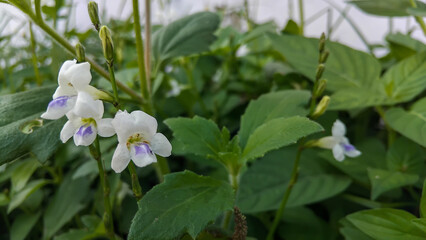 Wild white and purple in tropical foliage